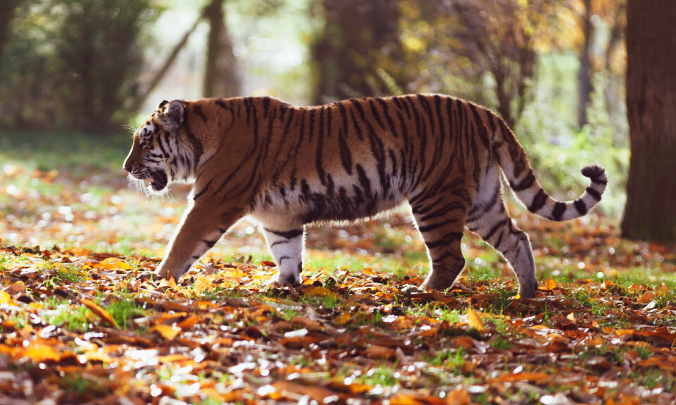 Amur Tiger Pacing photo