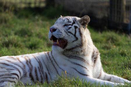 resting white tiger photo