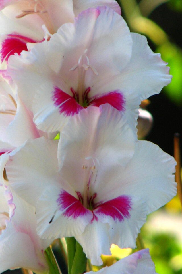 white and pink gladiolas