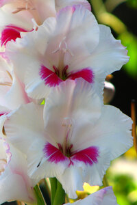 white and pink gladiolas photo
