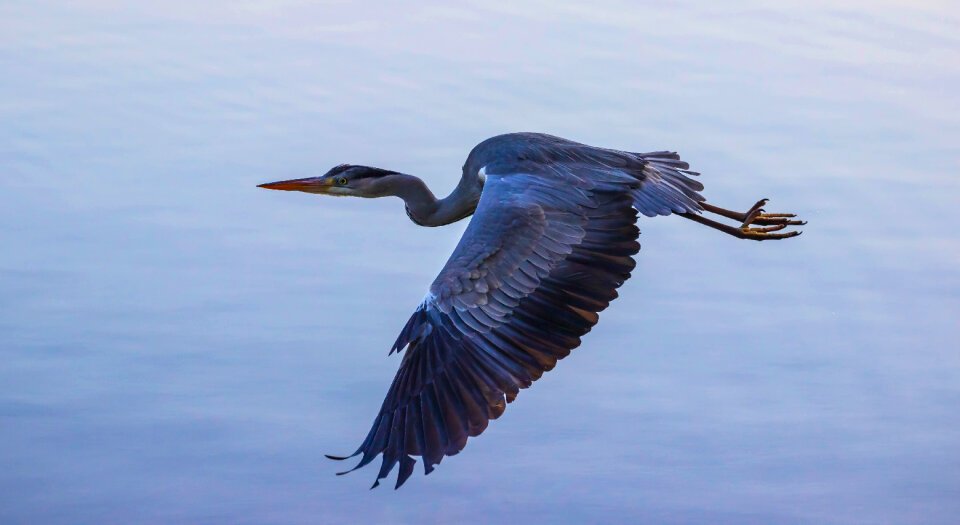 Blue Heron Flying