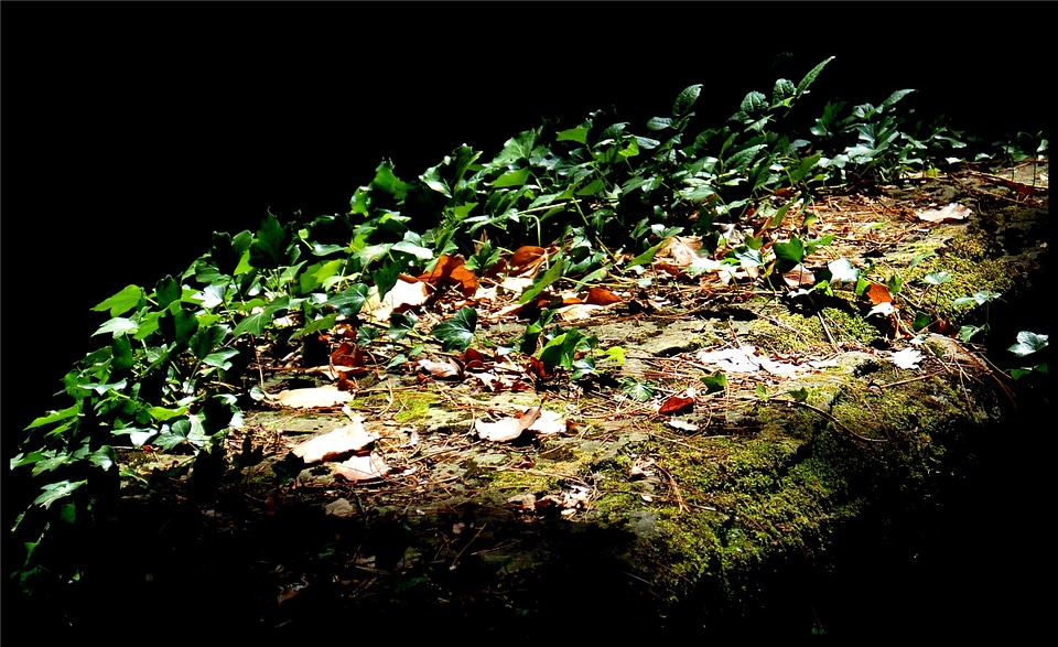 Plant creeping plants green
