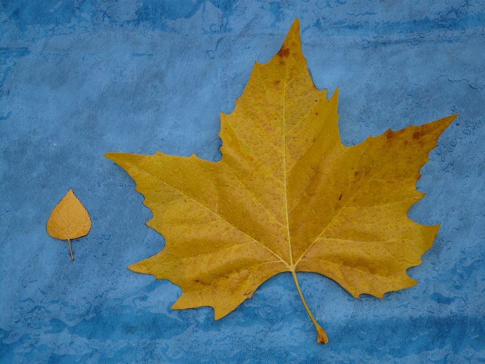 Fall foliage maple leaf yellow