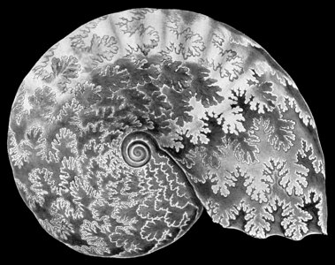 ammonite drawing photo