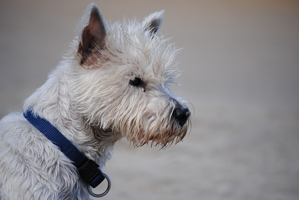 Dog animal portrait snout