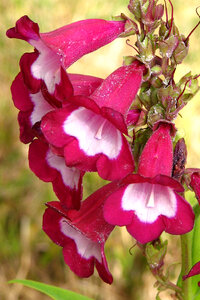 pink and white bell-shaped flowers photo