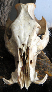 boar skull photo