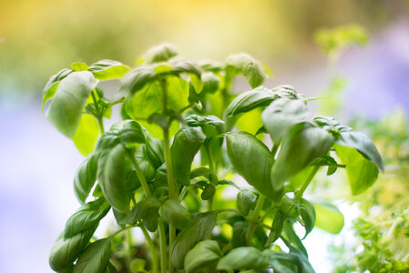 Basil plant photo