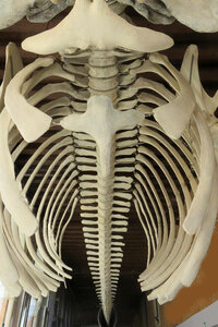 whale skeleton photo