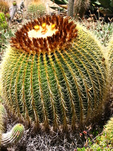 round cactus photo