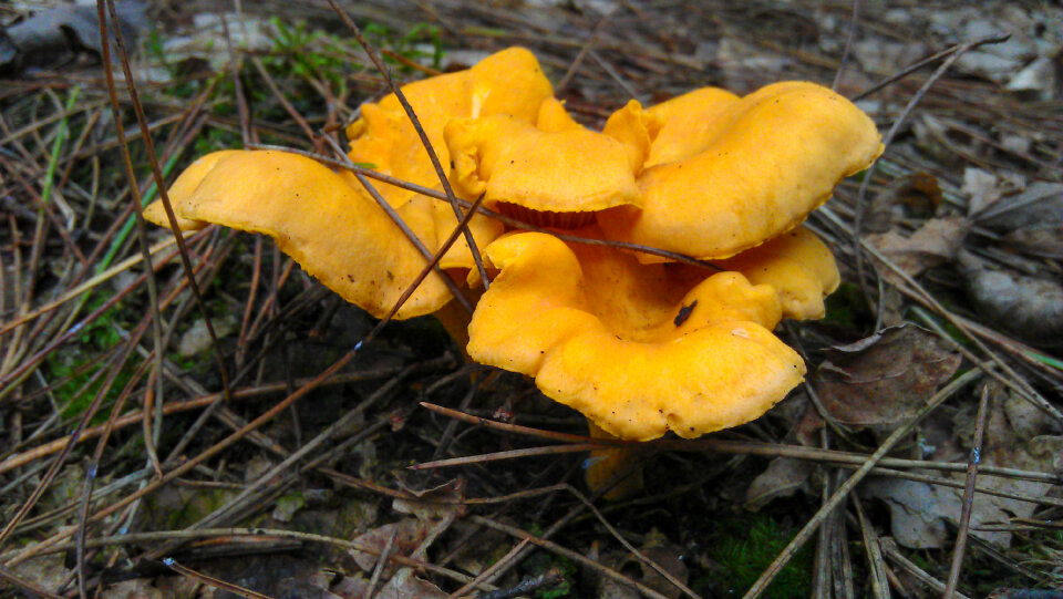 Chantarelle