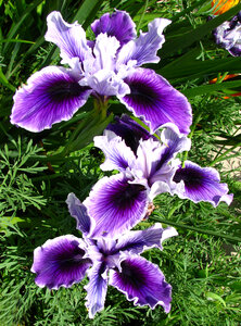 purple and white dwarf iris photo