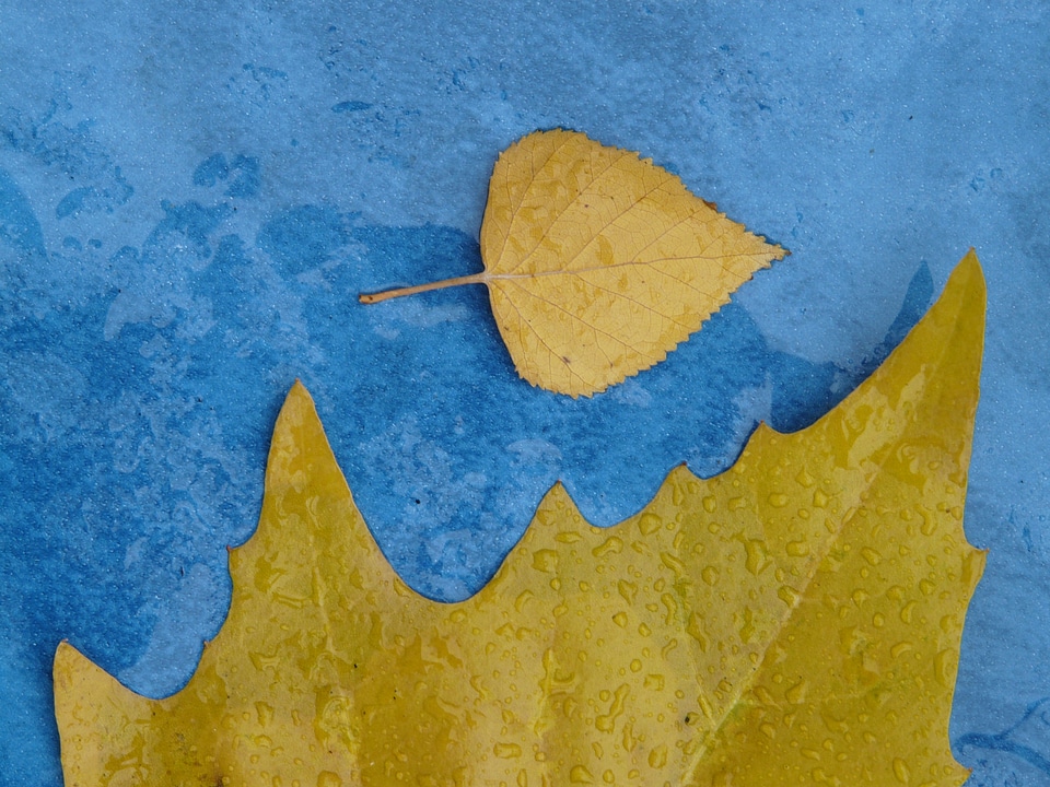 Fall foliage edge leaf margin photo