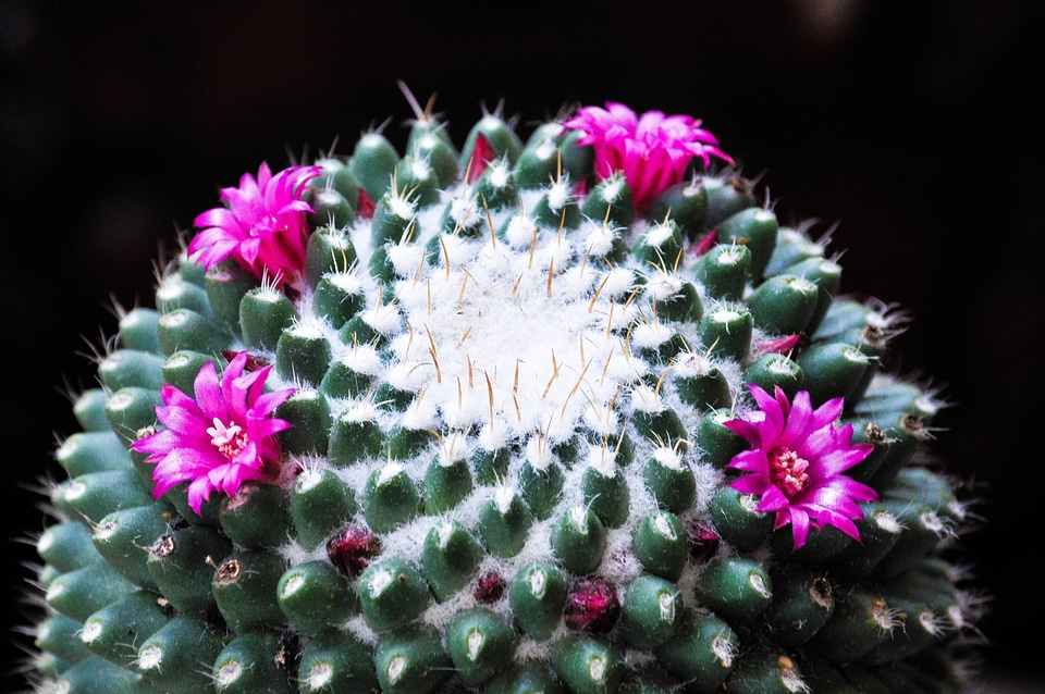 Succulent plant flora beauty