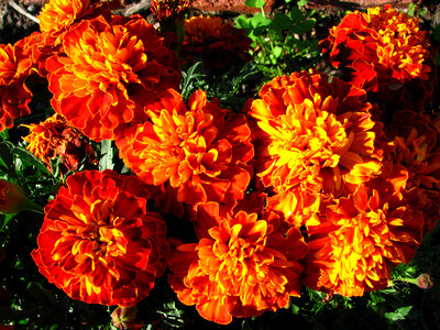 marigolds photo