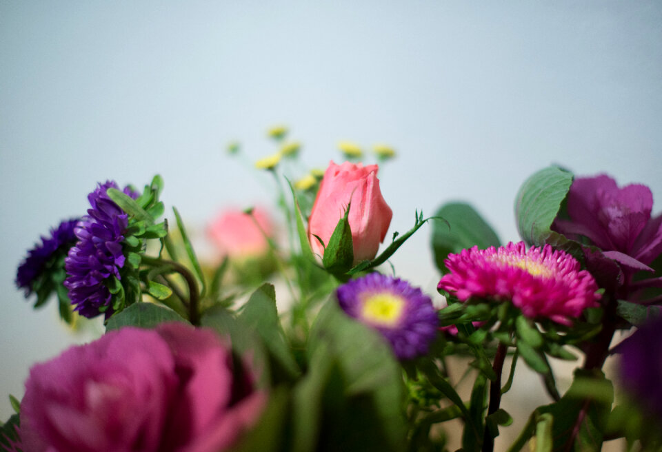 Little pink and purple flowers