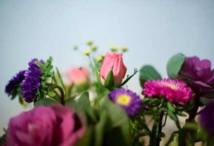 Little pink and purple flowers photo