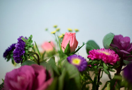 Little pink and purple flowers