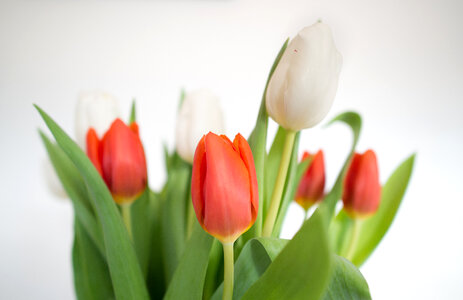 Tulips on a vase photo