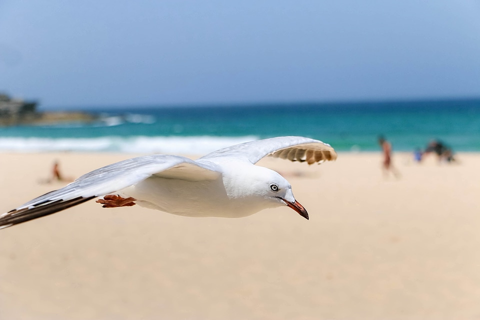 Natural life seashore beach
