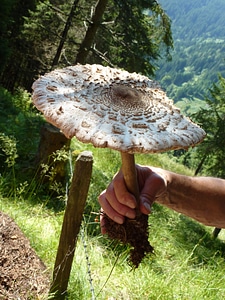 Autumn harvest hand