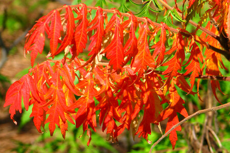orange leaves photo
