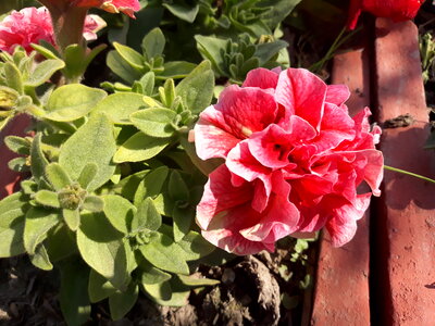 Red Flower photo