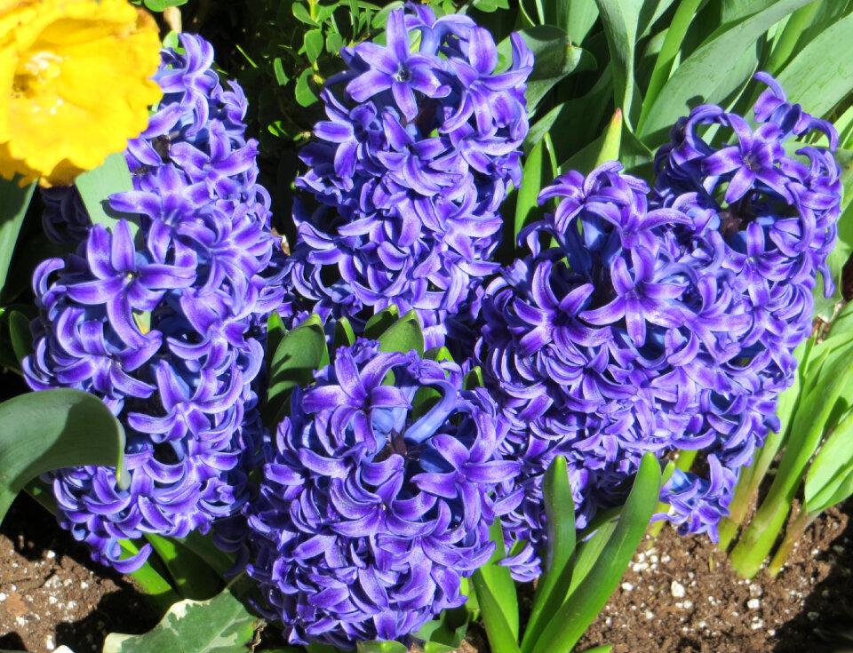 blue hyacinths photo