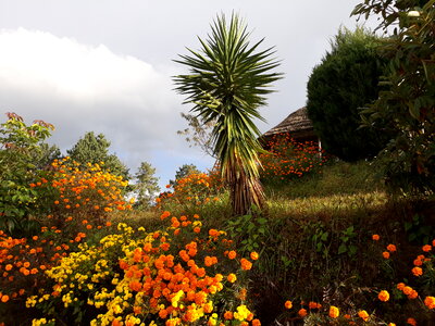 Flowers at Bhaktapur photo