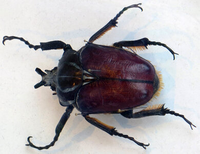 big beetle photo