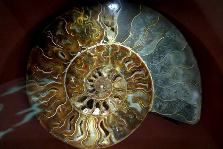 ammonite photo