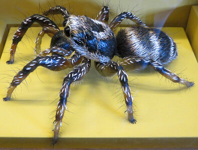 giant spider model photo