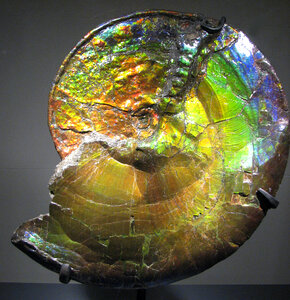 opalized ammonite photo