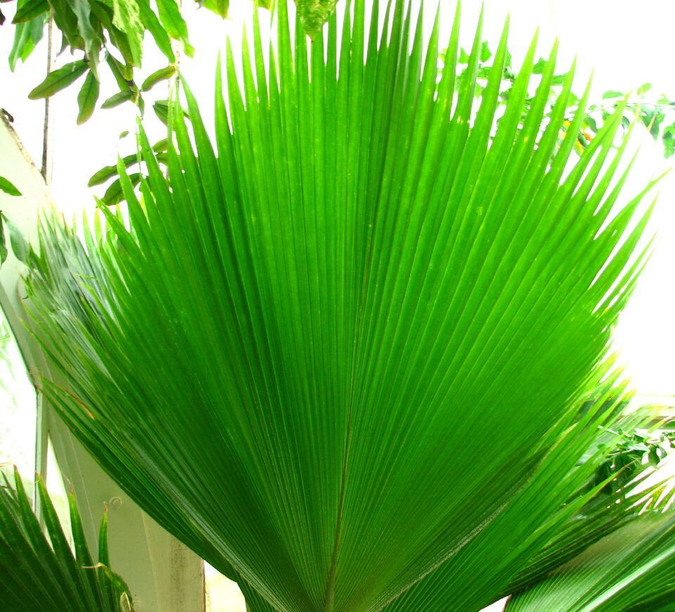 frond
