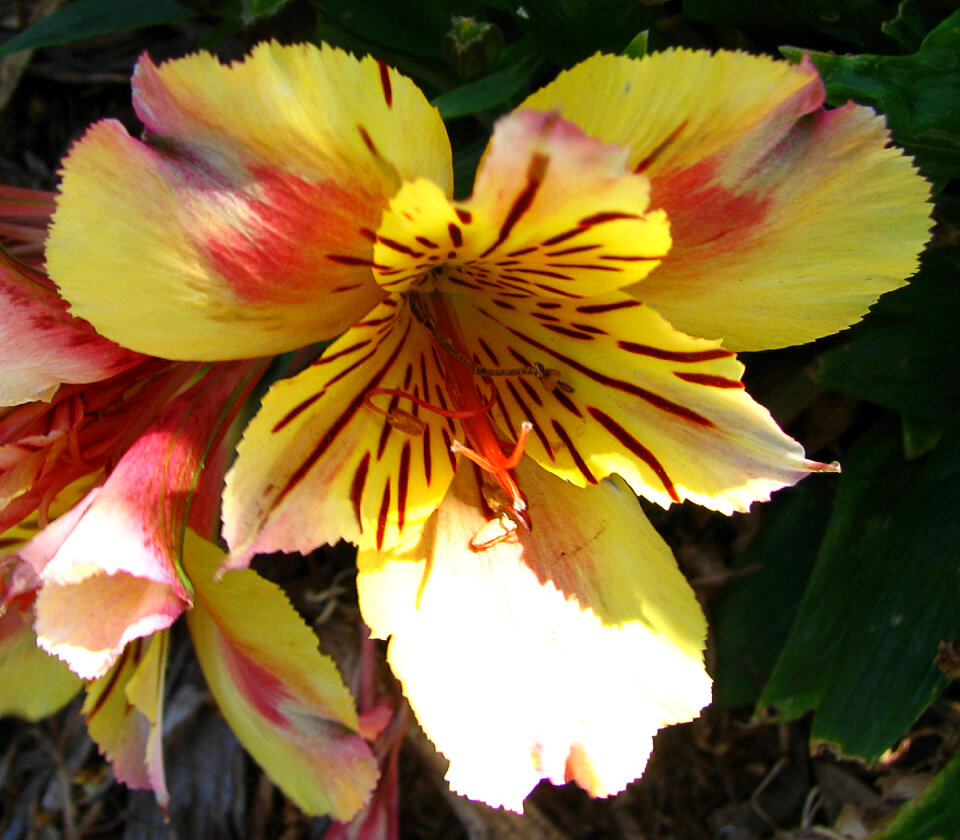 red and yellow flower