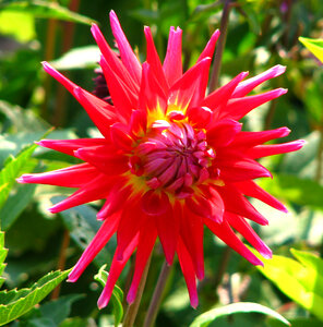 red cactus dahlia photo