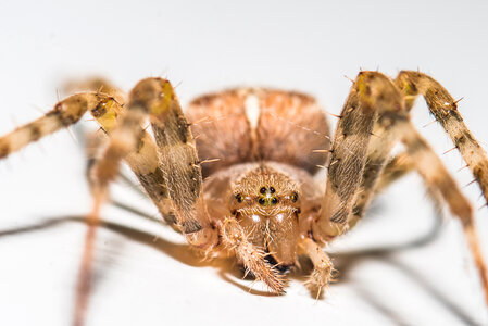 Spider macro