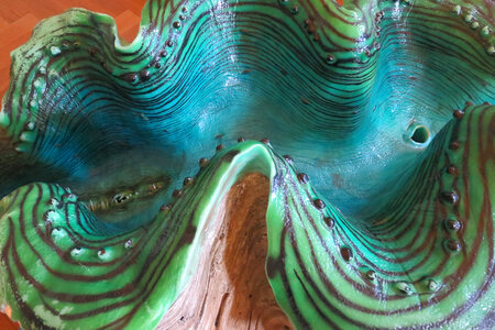 giant clam (model) texture photo