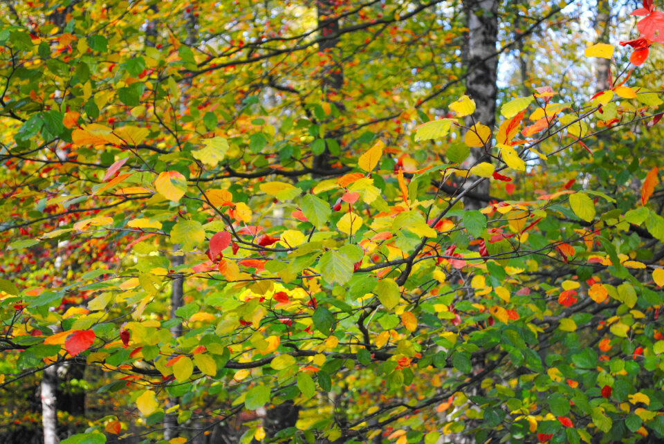 Colorful beech leafs