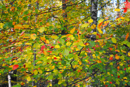 Colorful beech leafs photo