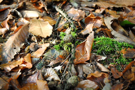 Forest floor close up photo