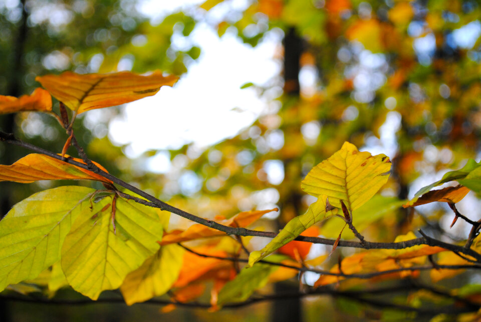 colorful beech branch