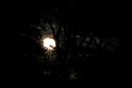 full moon with trees photo