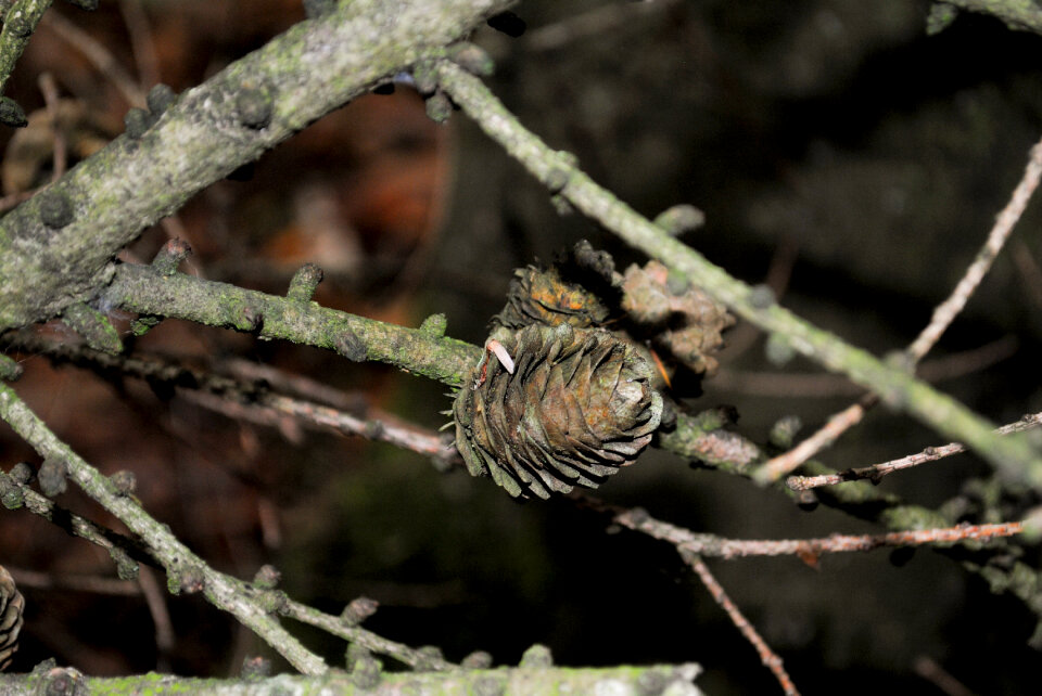 Pine cone close up