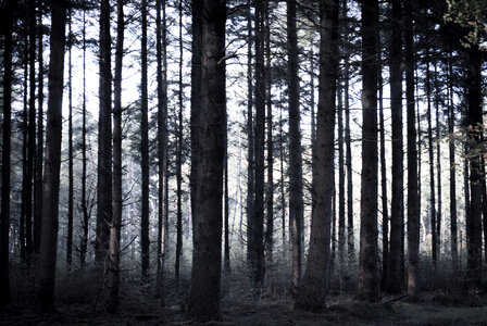 Spooky woods photo
