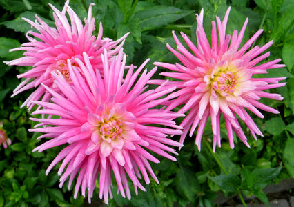 pink cactus dahlias photo