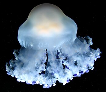 bluish jellyfish photo