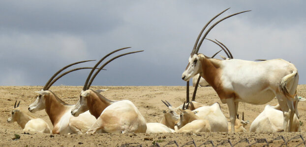 antelopes photo