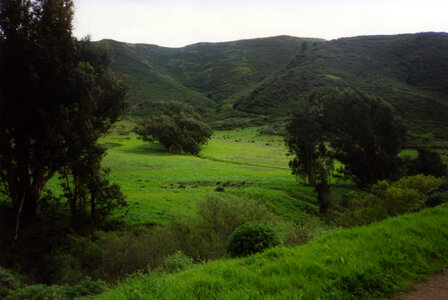 green meadow photo