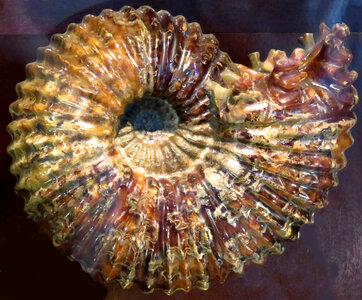 mineralized ammonite photo